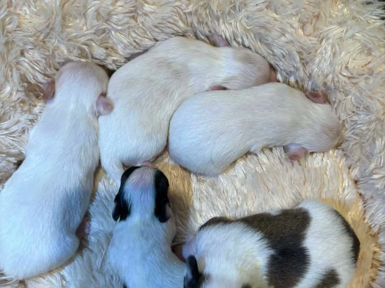 Billede 6 -  Hvalpe ( SOLGT ) 