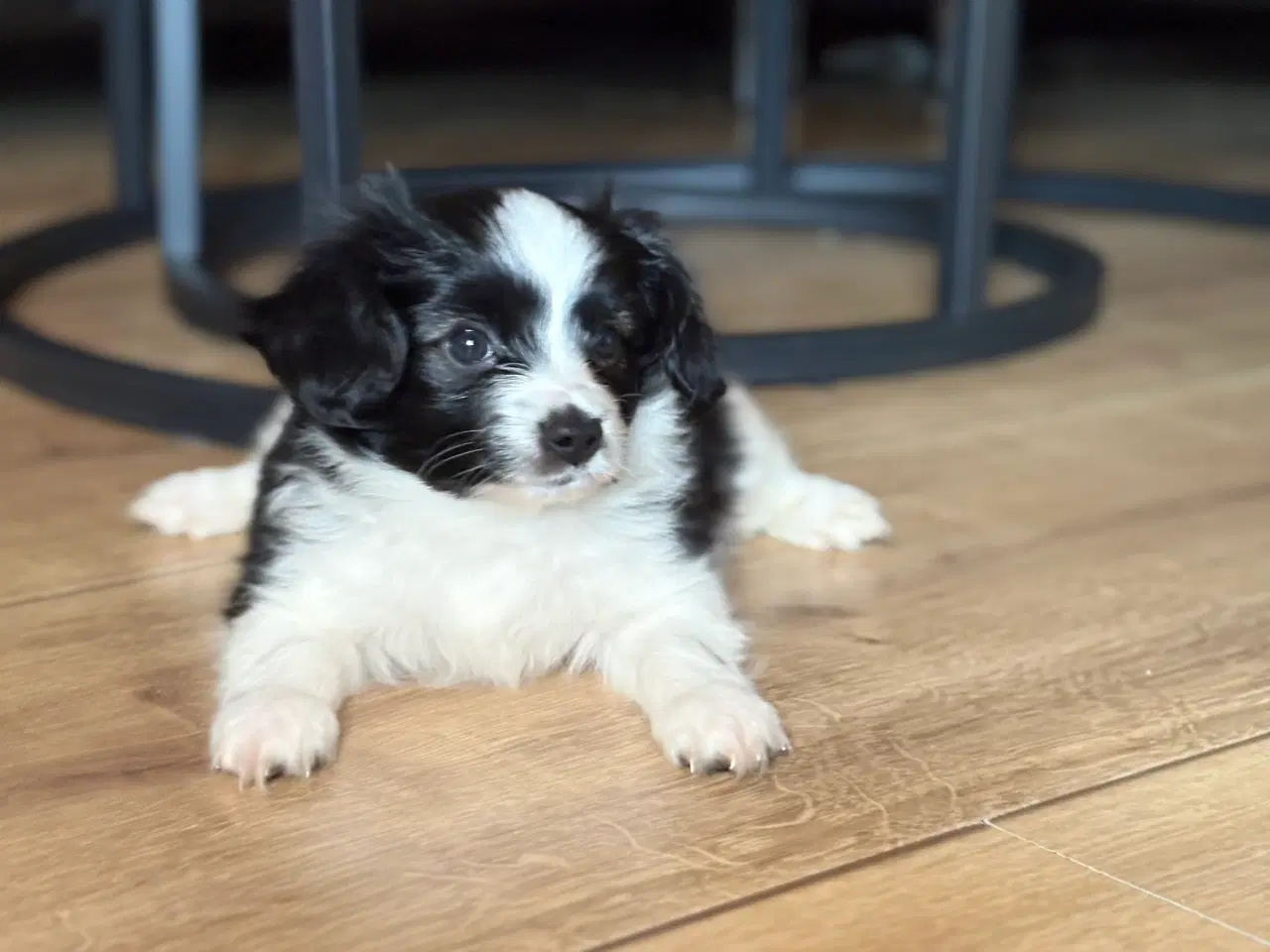 Billede 10 - 3 Papillon/Phalene bamser søger kærlige hjem