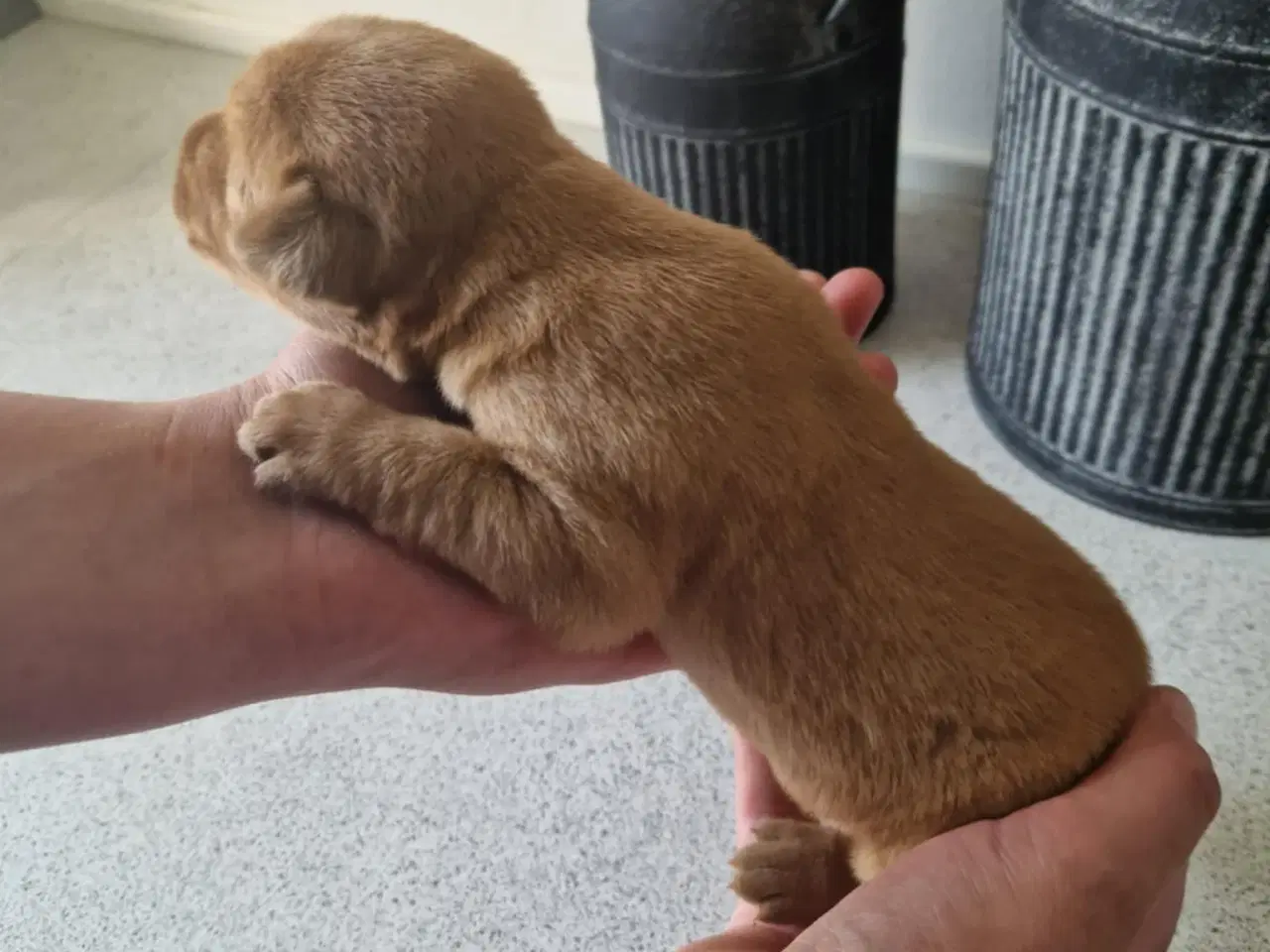 Billede 12 - Fox red labrador hvalpe