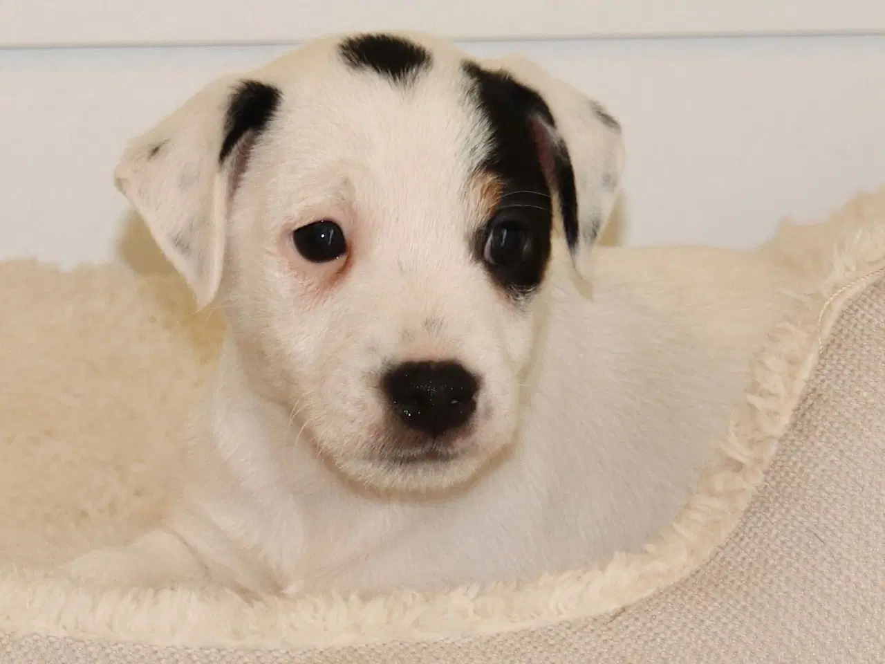 Billede 7 - Jack Russell Terrier hvalp 