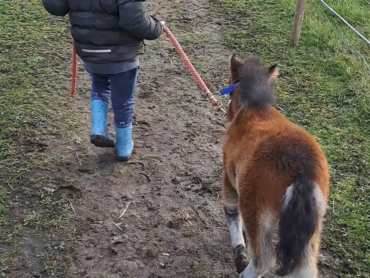 Billede 7 - verdens bedste børne pony