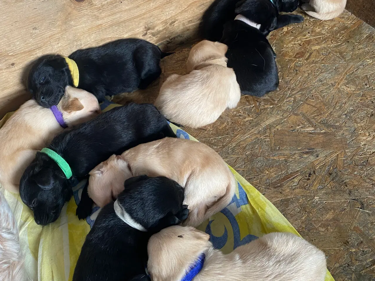 Billede 3 - Blandingshvalpe Breton/labrador
