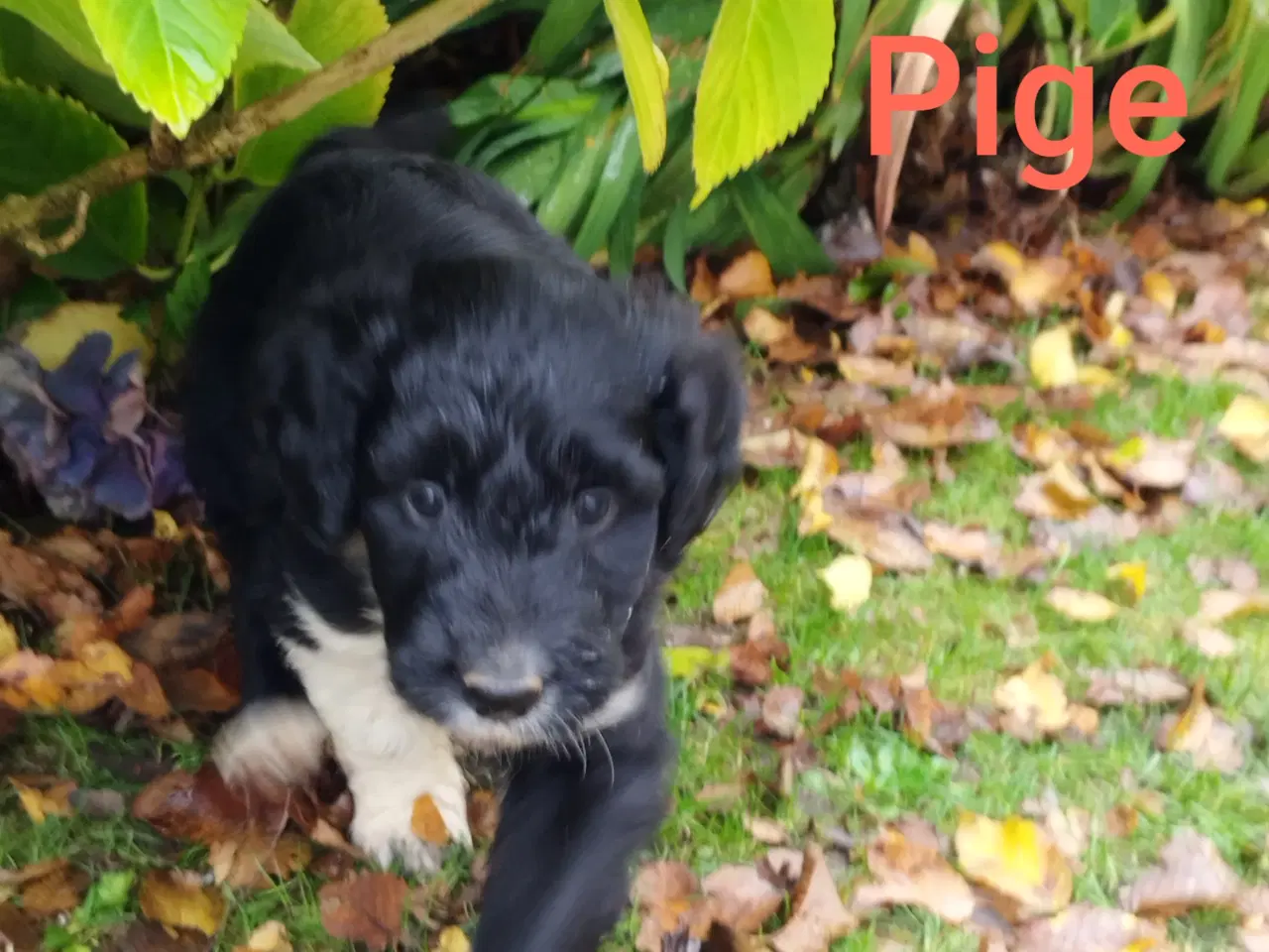 Billede 6 - Bordoodle (Border Collie & Poodle Mix):