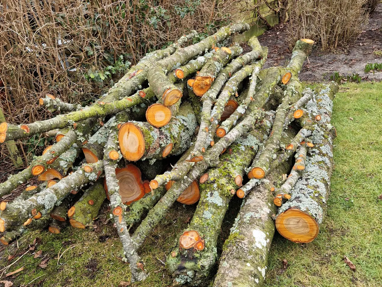 Billede 4 - Frisk blommetræ til trædrejning og lignende