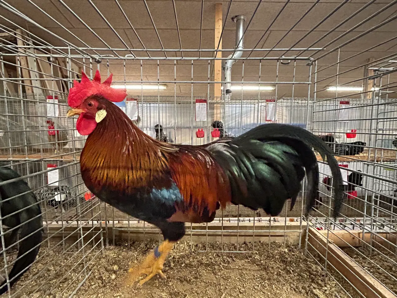 Billede 3 - Dværg Wyandotter og Brune dværg Italiener