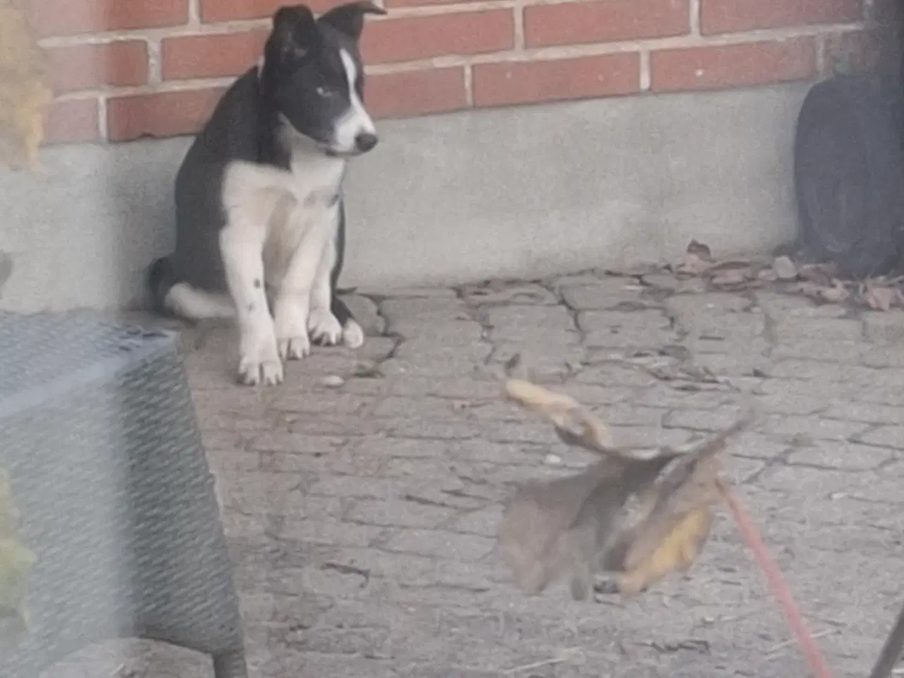 Billede 5 - Skøn Border Collie tæve