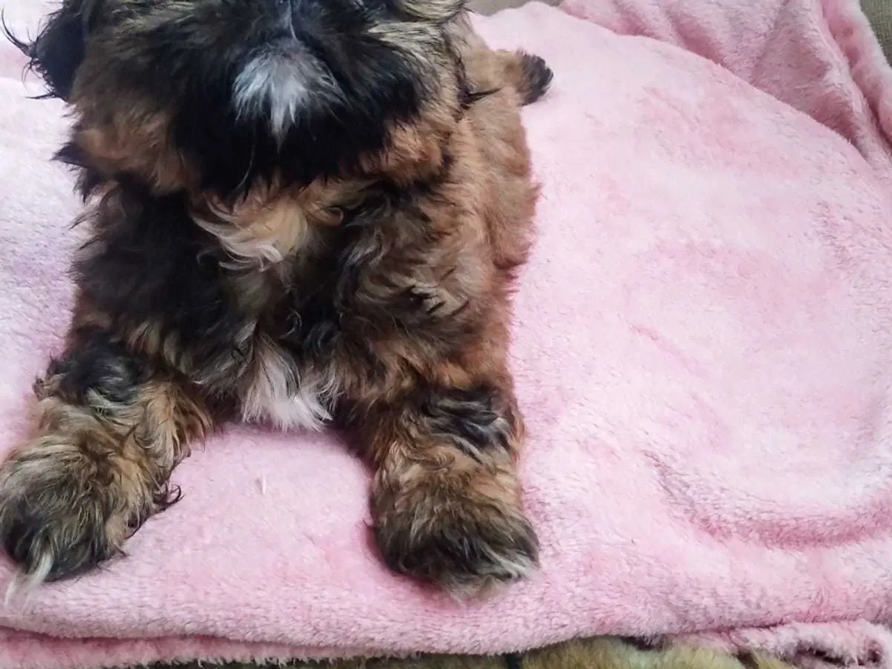 Billede 13 - Lille vidunderlig Shih Tzu 