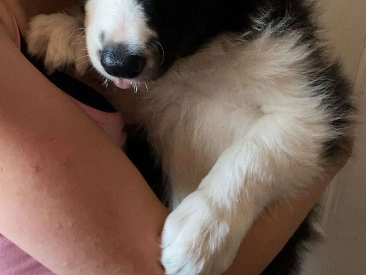 Billede 3 - Border collie hanhvalp