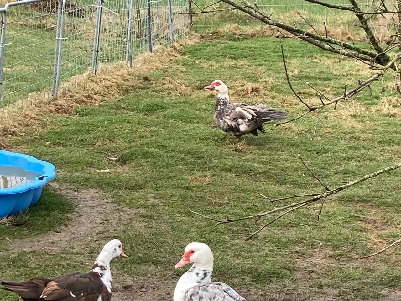 Billede 1 - Moskusænder.