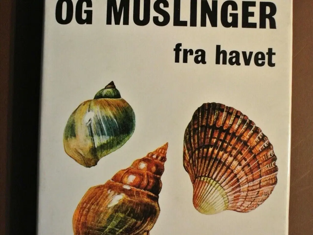 Billede 1 - snegle og muslinger fra havet, Af j. lellak, emne: