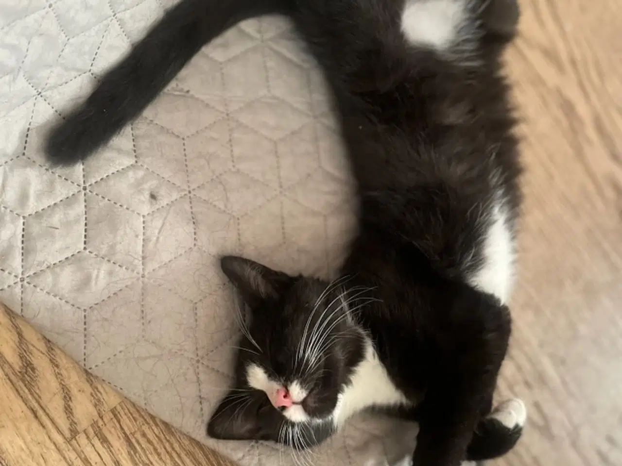 Billede 3 -  Katte killinger