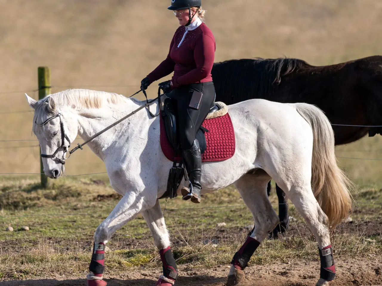 Billede 2 - 🐴 Smuk og alsidig vallak – Ronaldo søger sit sids