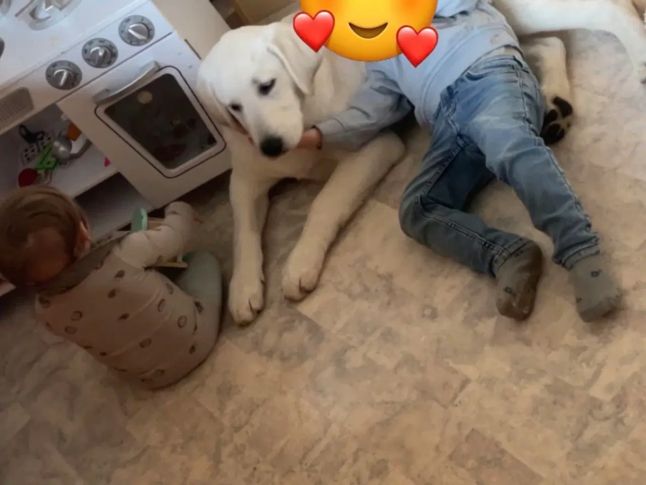 Billede 4 - Bluey søger nyt hjem❤️‍🩹