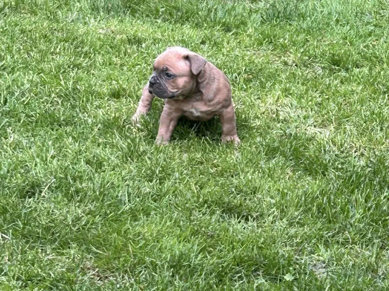 Billede 5 - New english bulldog