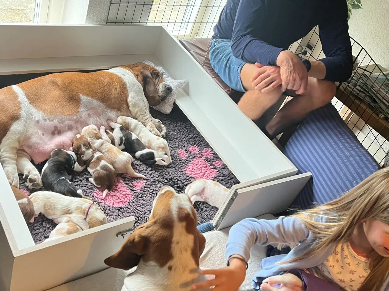 Billede 10 - Hvalpekasse fødekasse hund