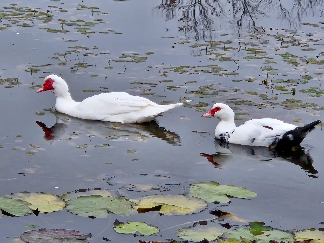 Billede 1 - Moskus ande par sælges