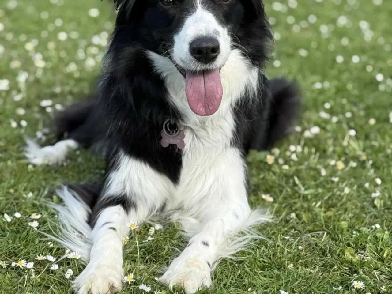 Billede 6 - Border collie hvalpe med stamtavle og gode linjer