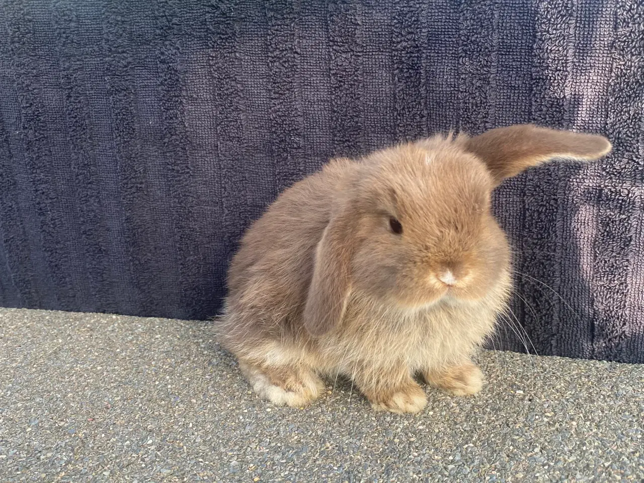 Billede 4 - Mini lop kanin unge , Pige