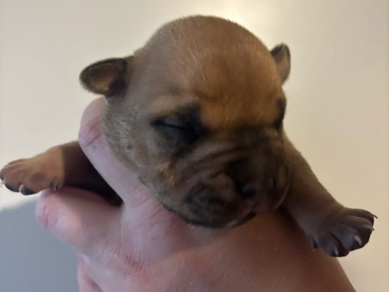 Billede 8 - American bully