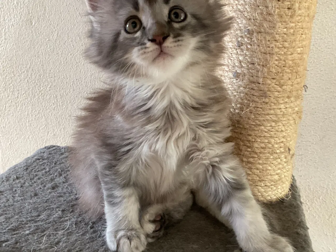 Billede 3 - Maine coon killinger