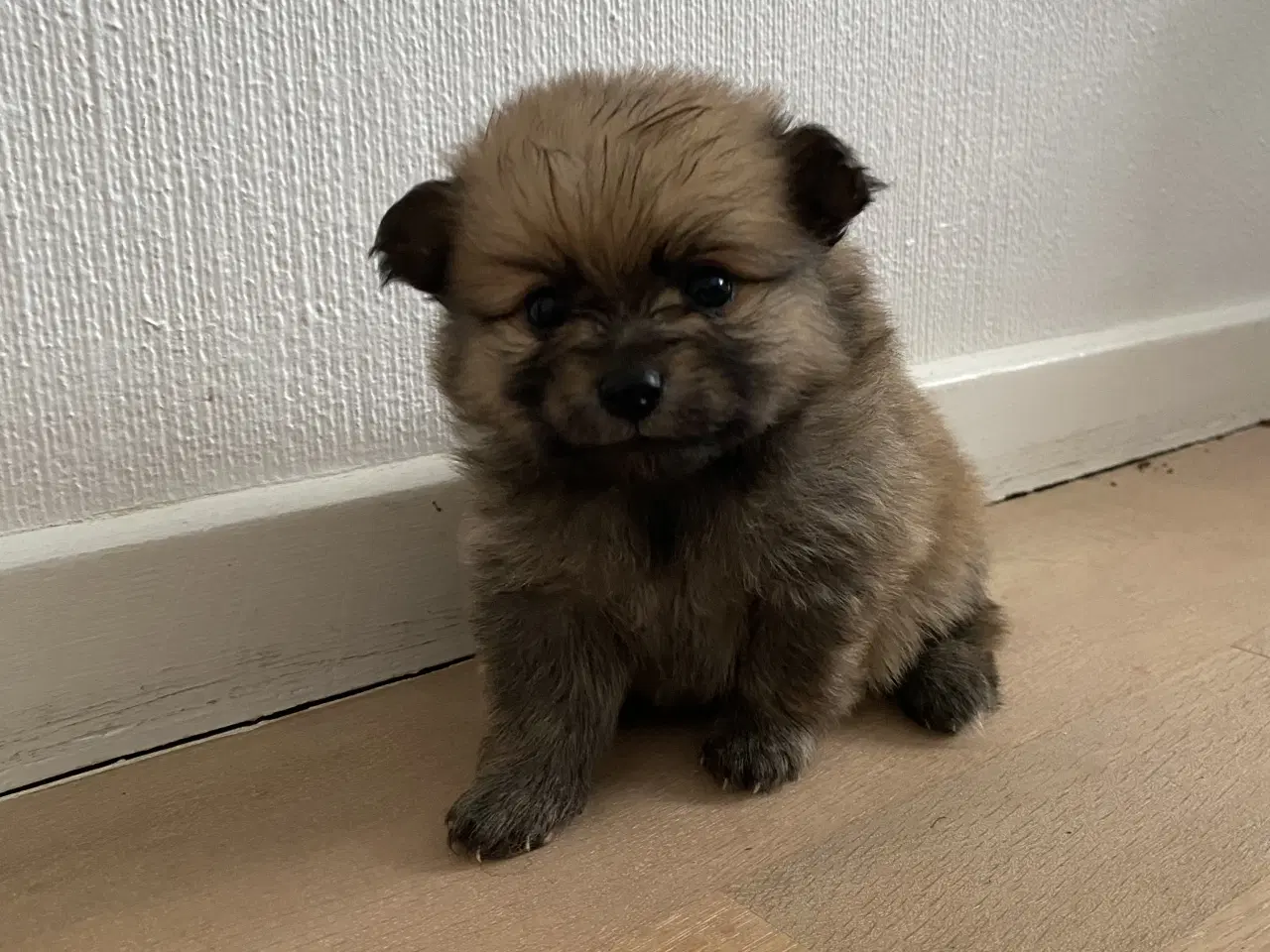 Billede 3 - Pomeranian hvalpe 4 drenge