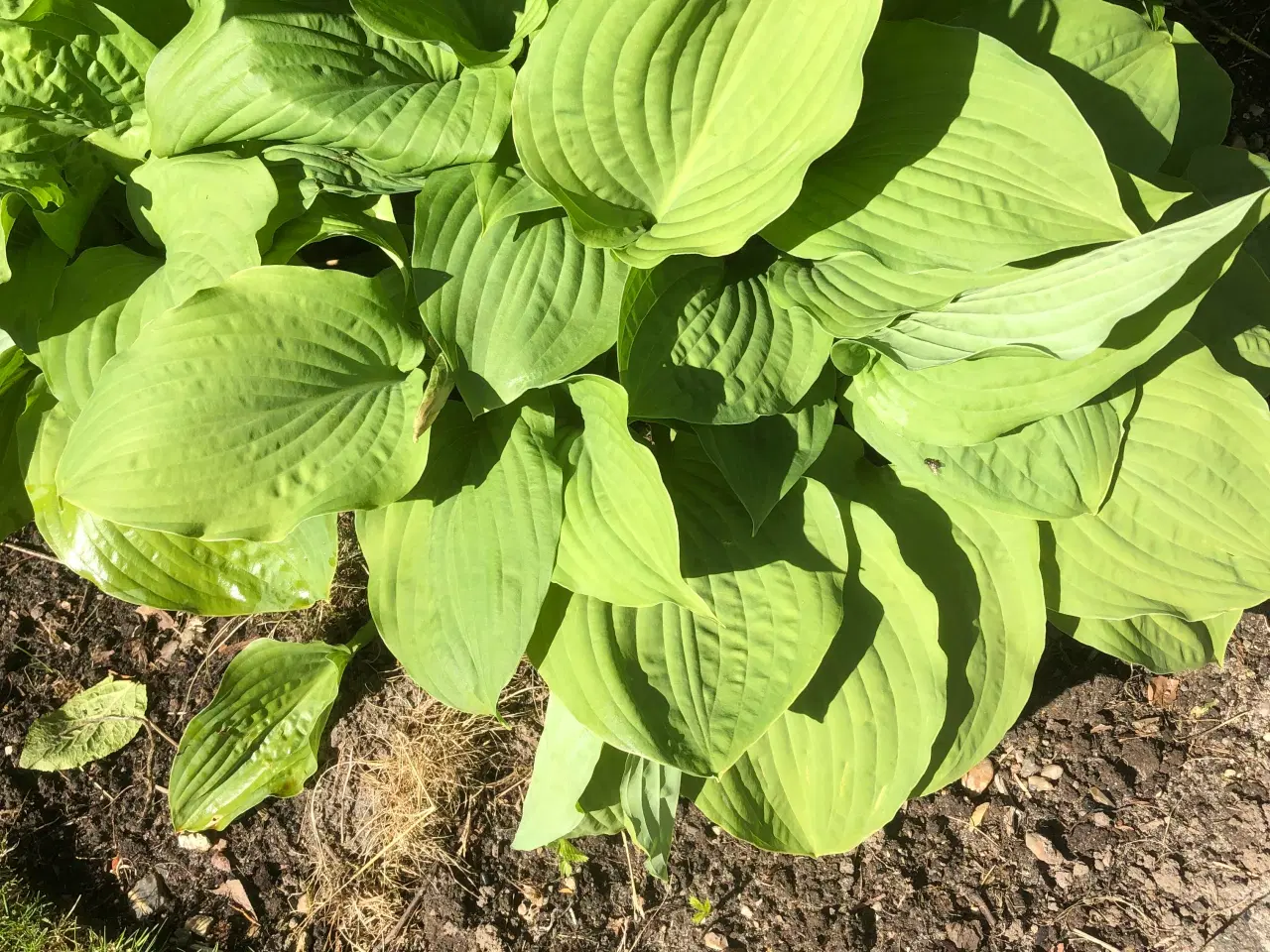 Billede 3 - Hosta og tusindstråle