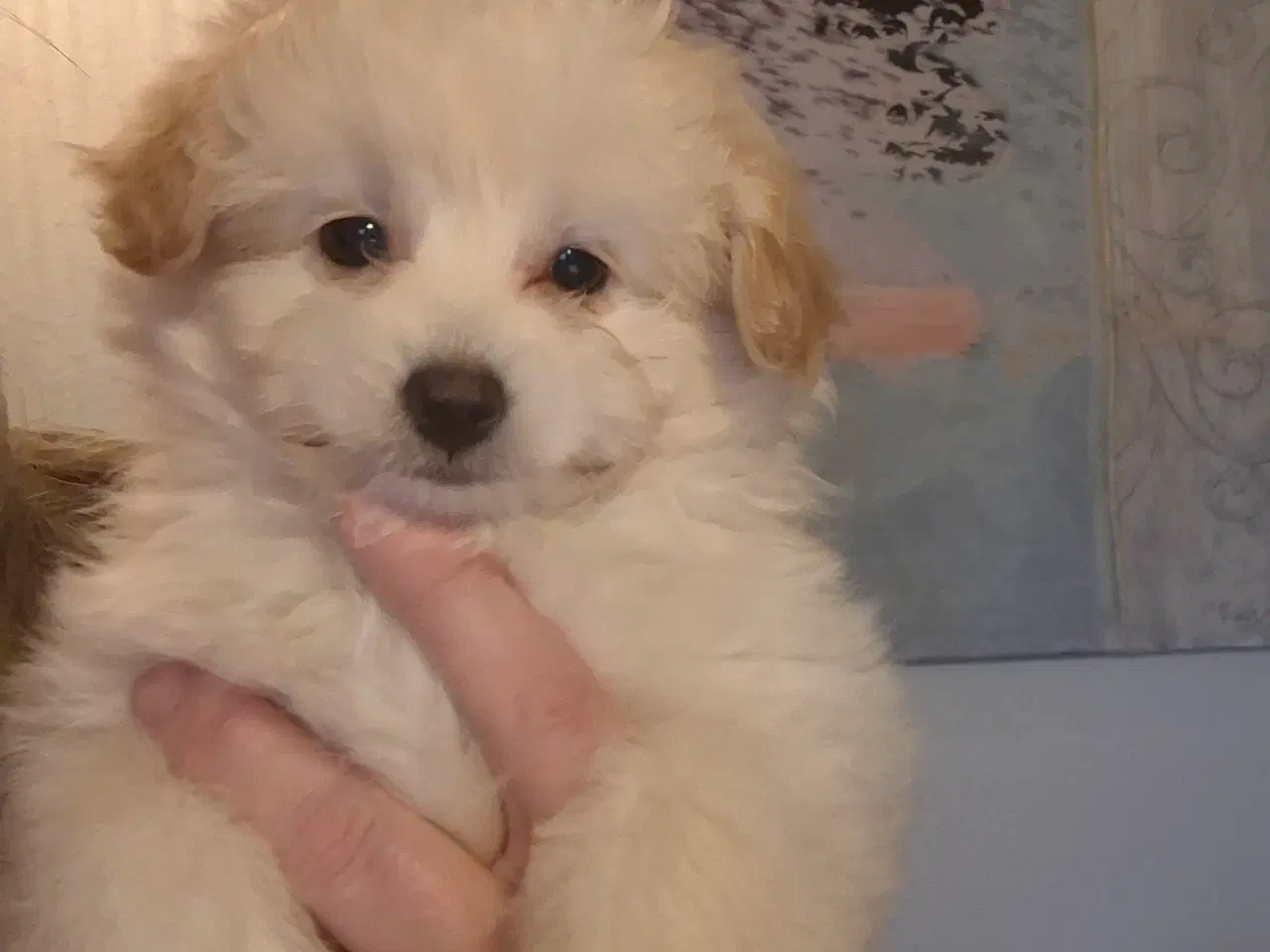 Billede 4 - Pompoo hvalpe 1 pige 2 drenge klar nu