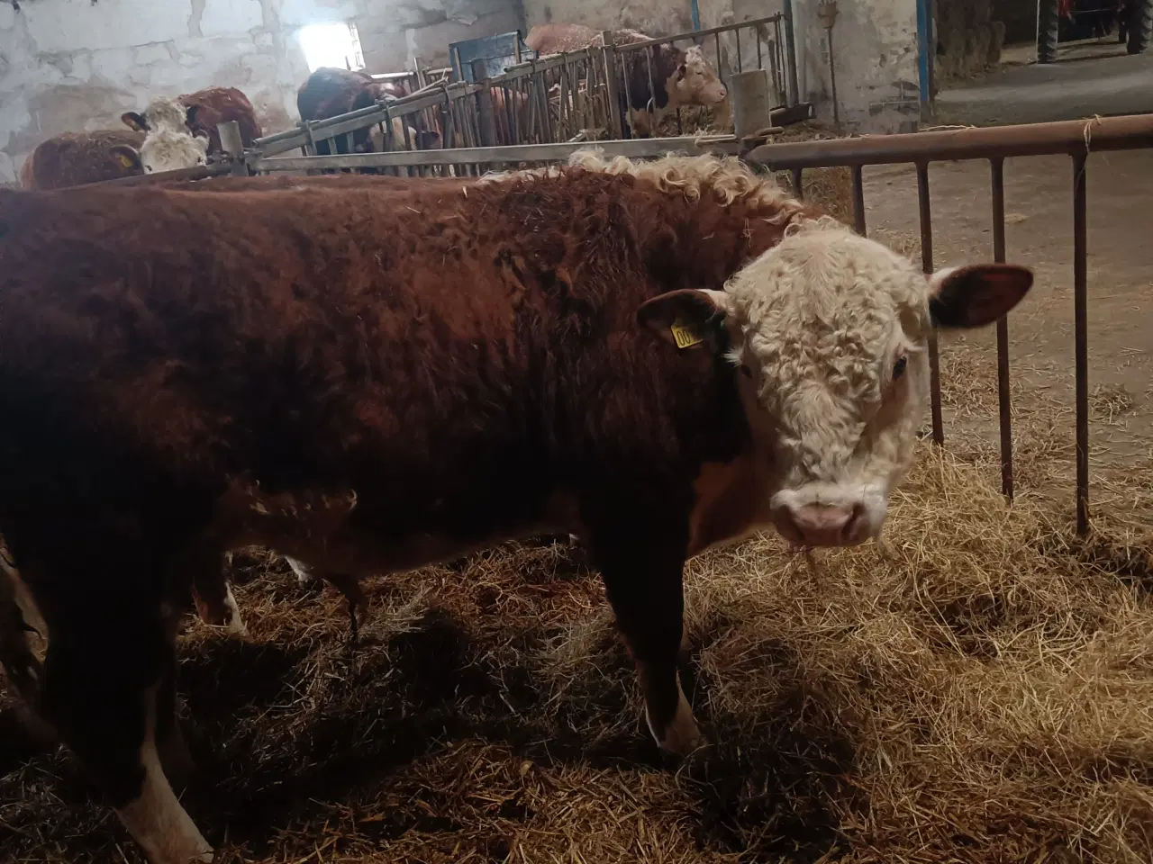 Billede 1 - Hereford tyr