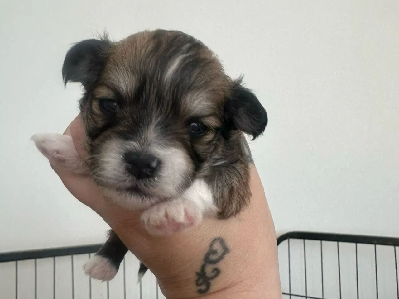Billede 1 - Lhasa apso - Cato