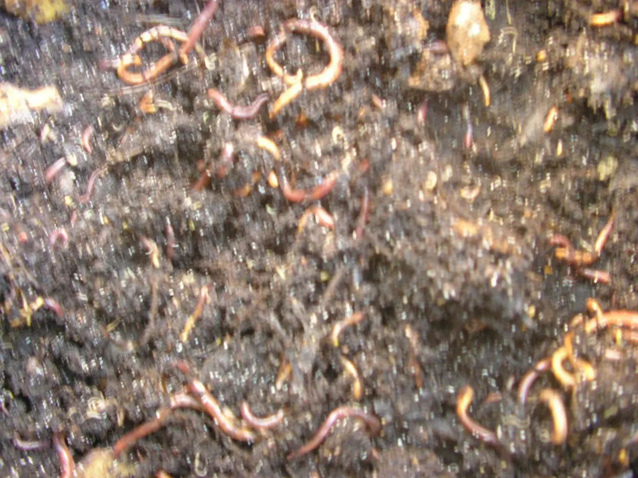 Billede 1 - Kompostorm fra øko-kompostbeholder