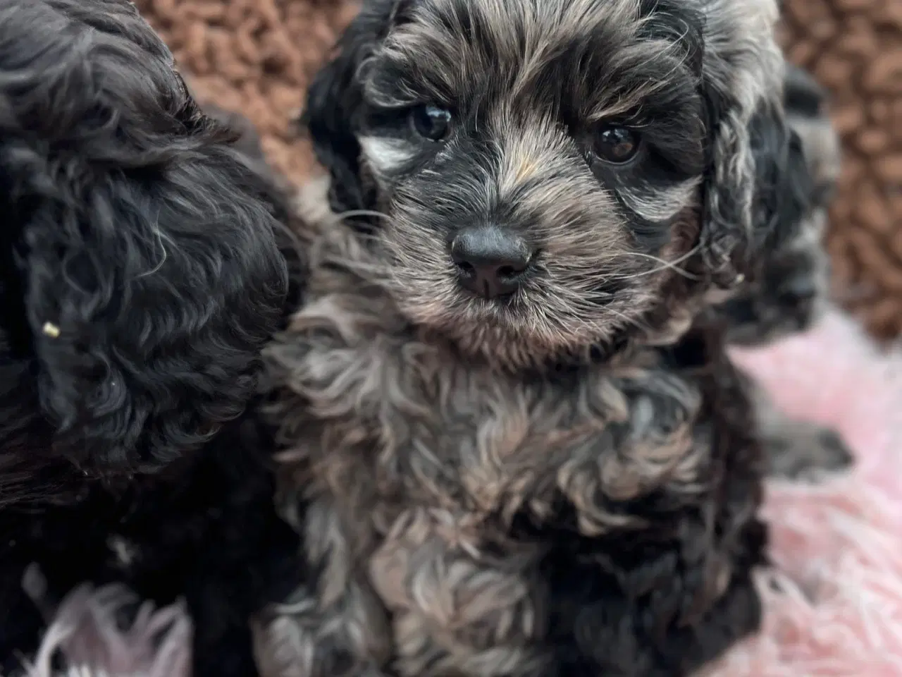 Billede 4 - Merlefarvet Cockapoo 