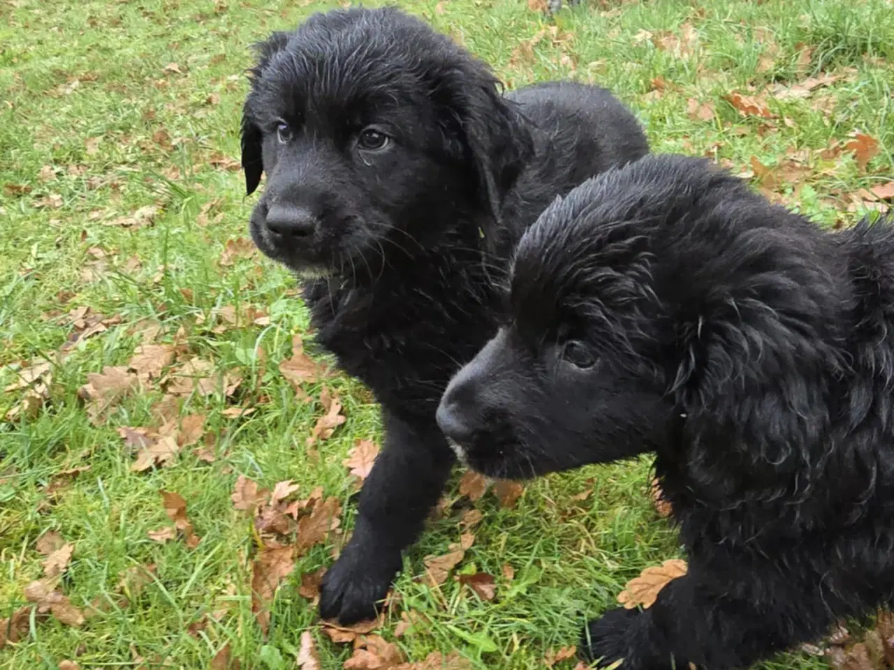 Billede 12 - Golden Retriever blanding hanhund