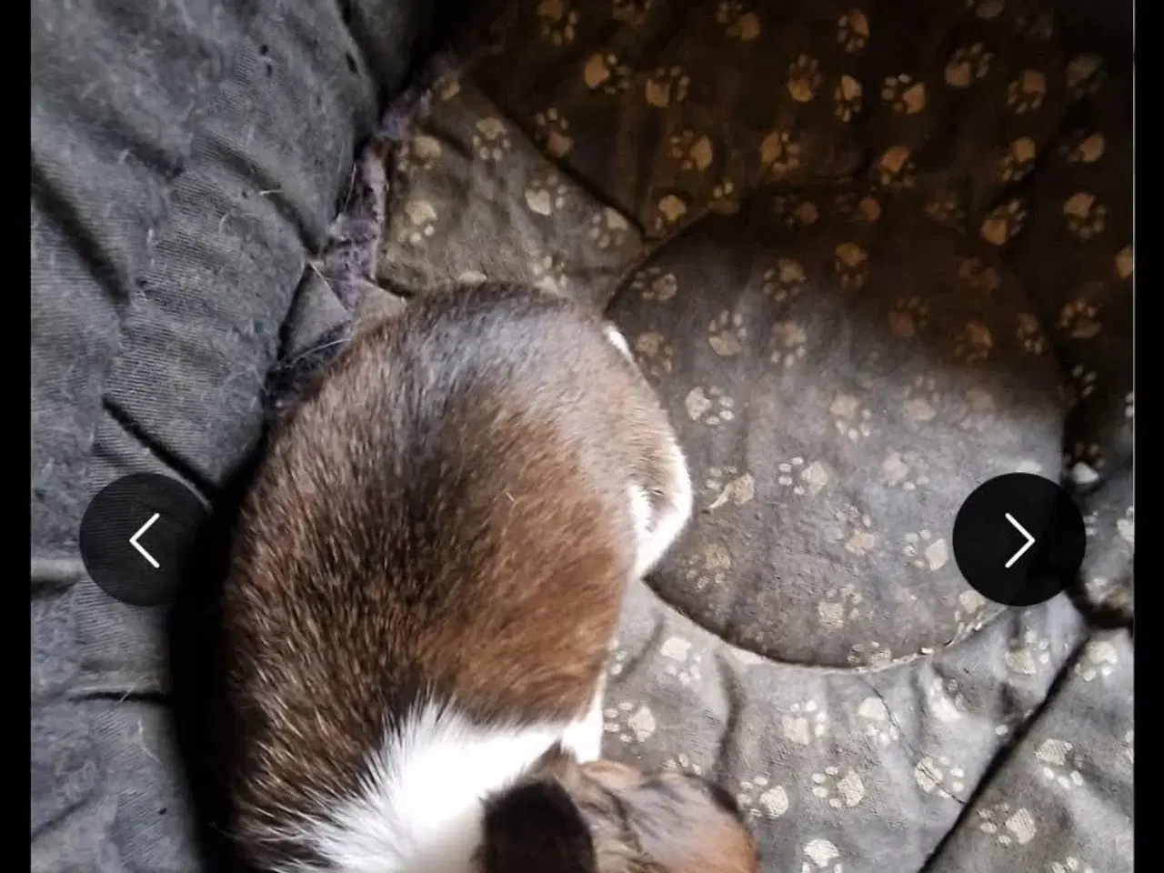 Billede 2 - Chihuahua hvalpe søger nyt hjem