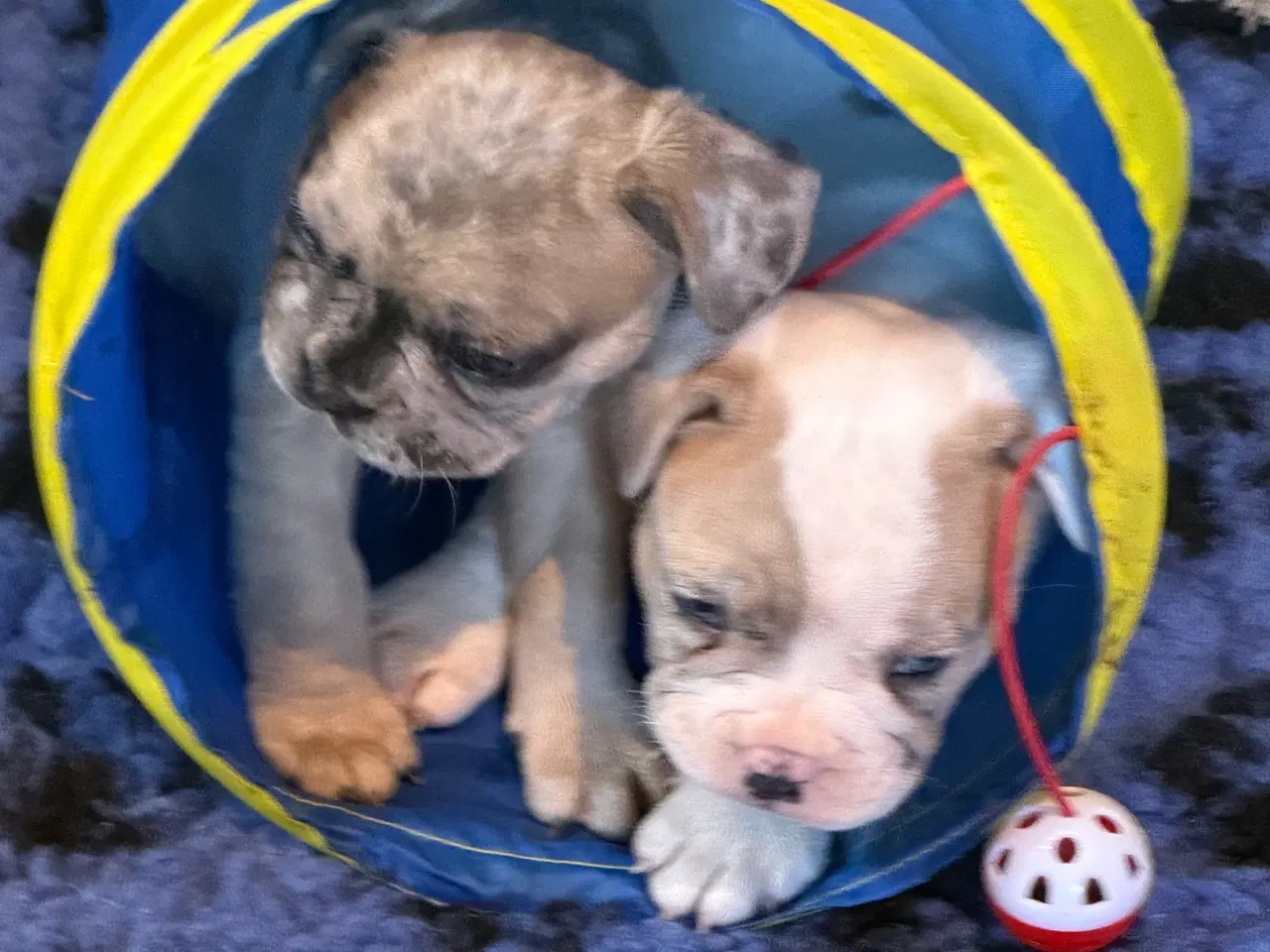 Billede 12 - Fransk Bulldog