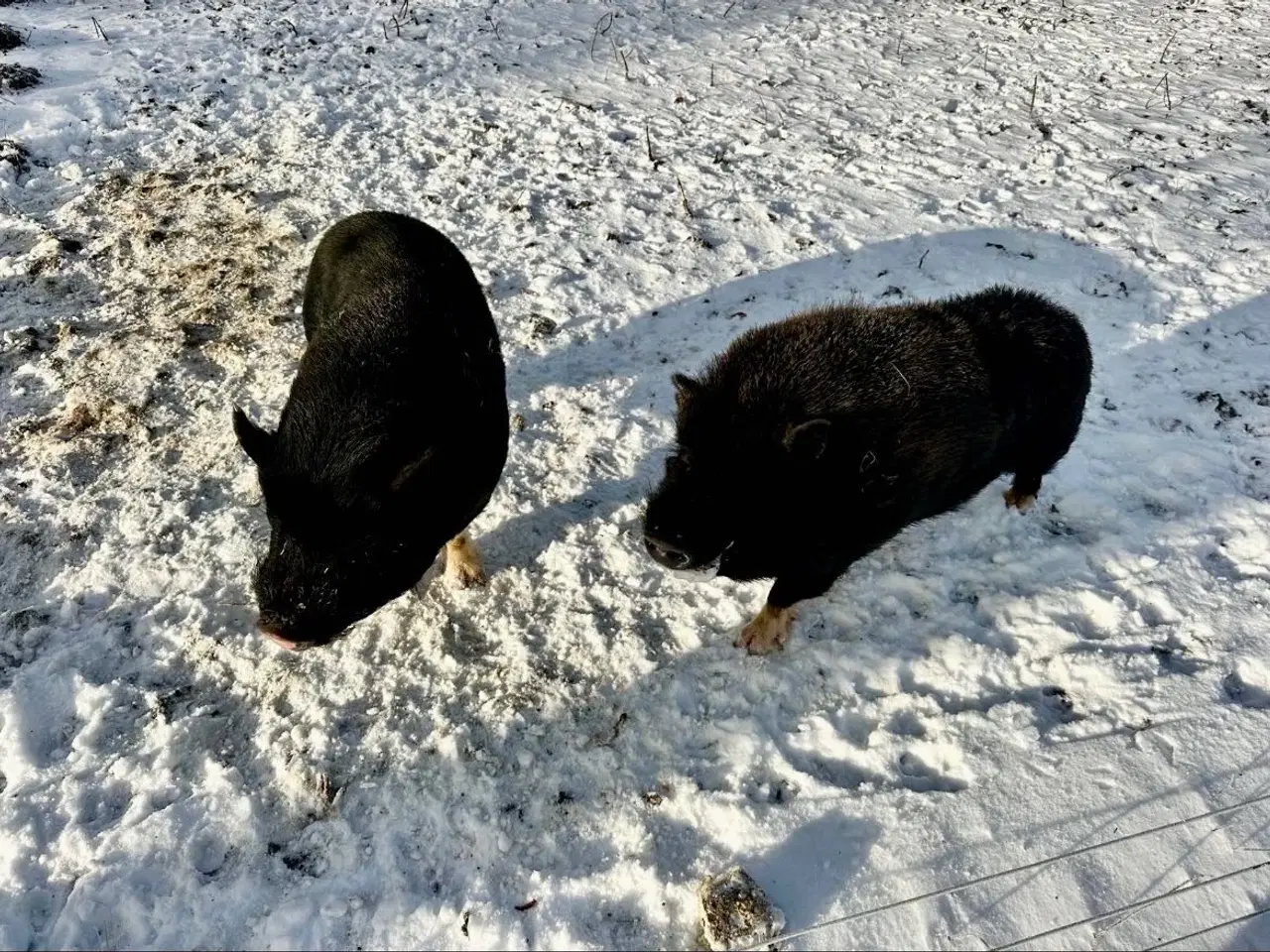 Billede 2 - Små søde minigrise 