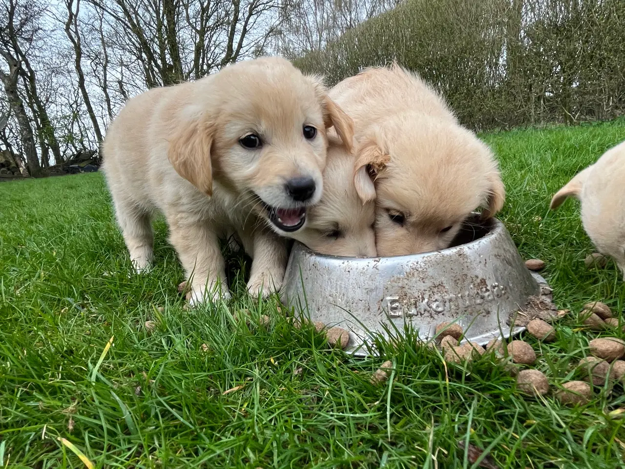 Billede 1 - 5 unikke blandingshvalpe sælges