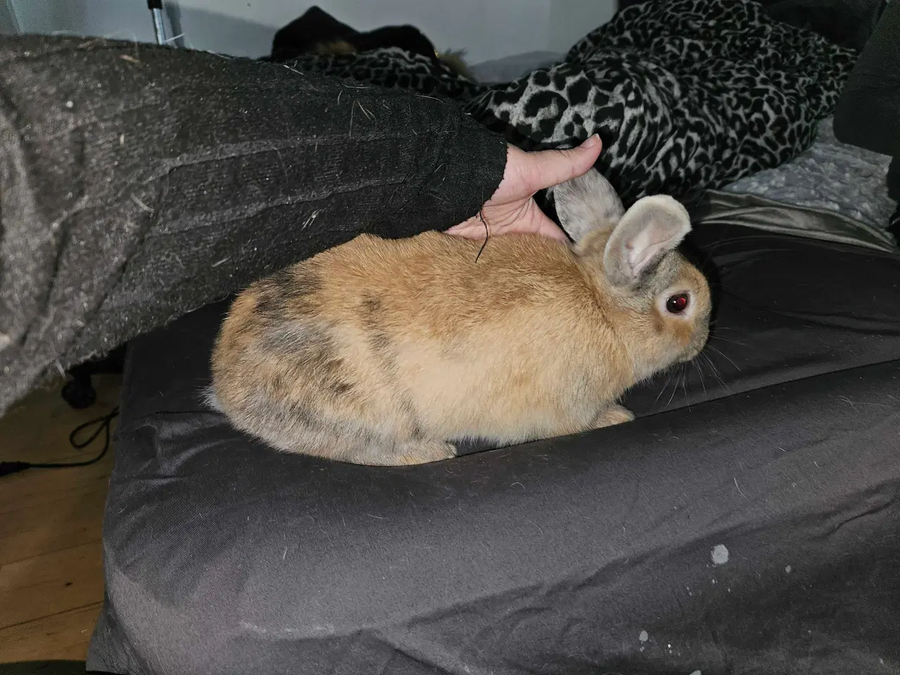 Billede 2 - Han kanin unge