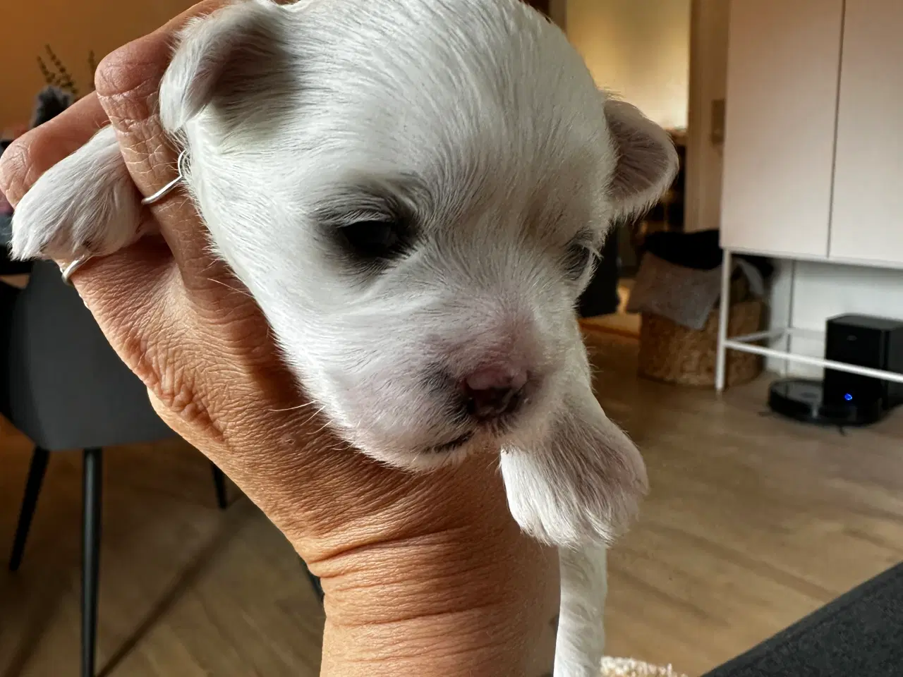 Billede 2 - Boomer hvalpe 
