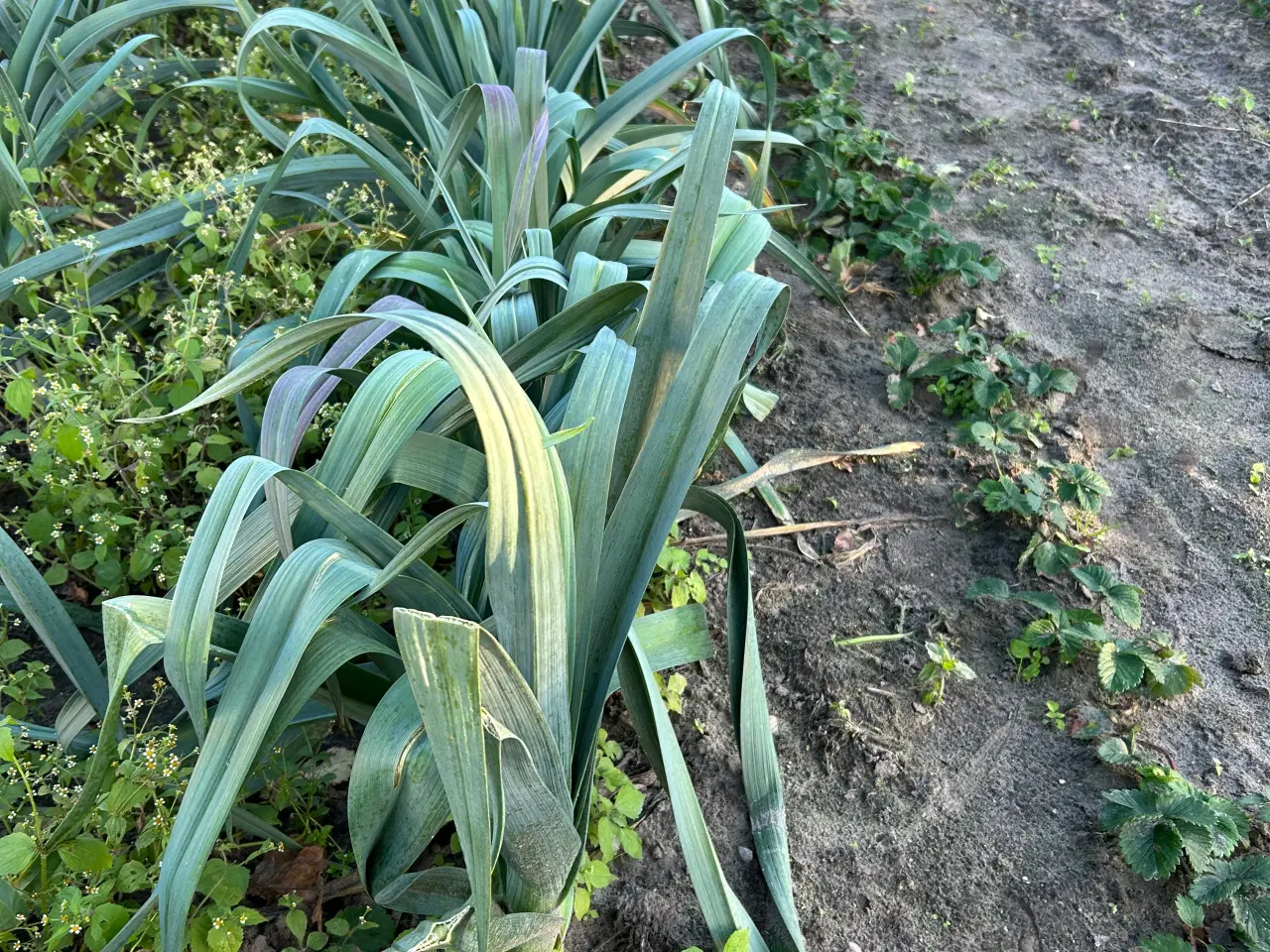 Billede 2 - Hjemmedyrket rødbeder, porrer og pastinakker sæl