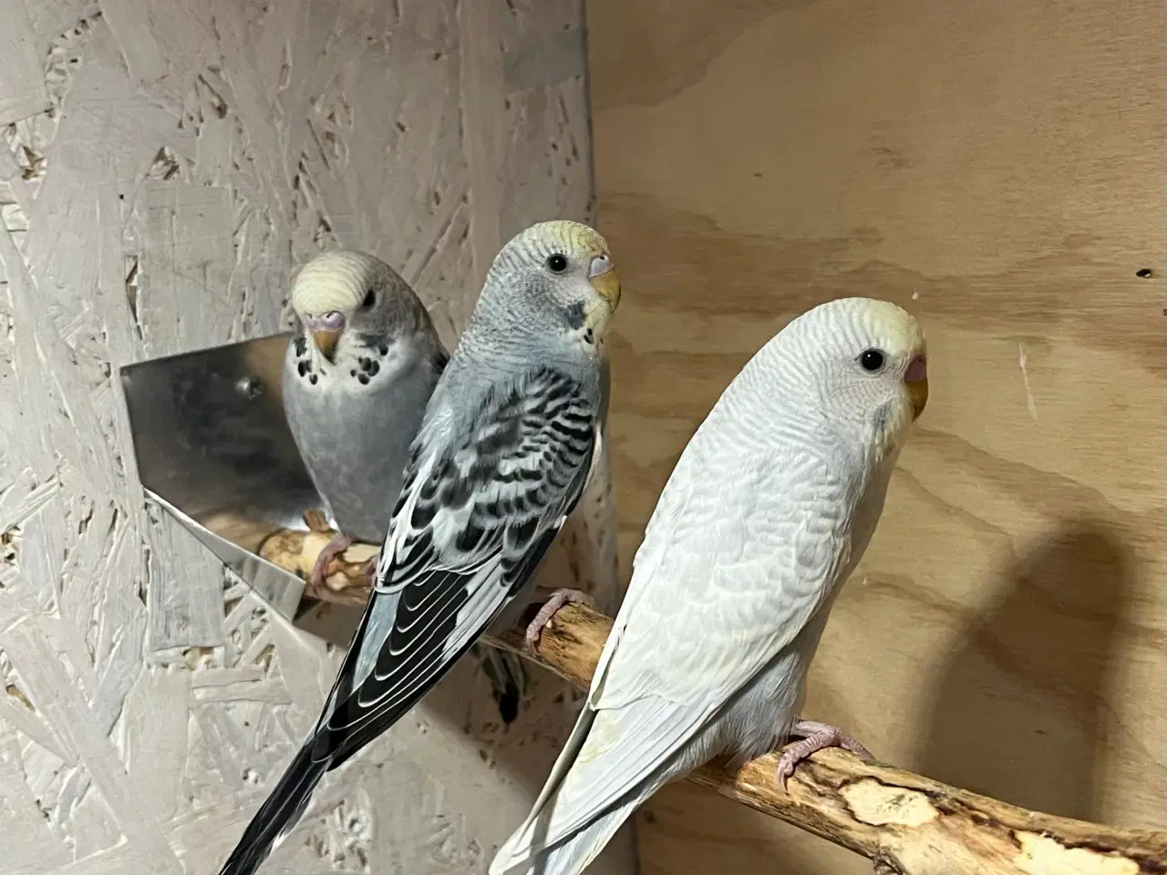 Billede 5 - Undulatunger 