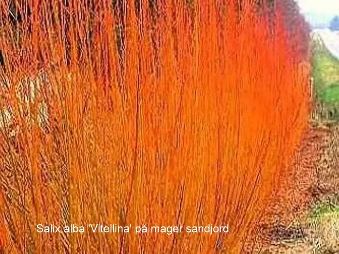 Billede 4 - Pilestiklinger til levende hegn/hæk 2026