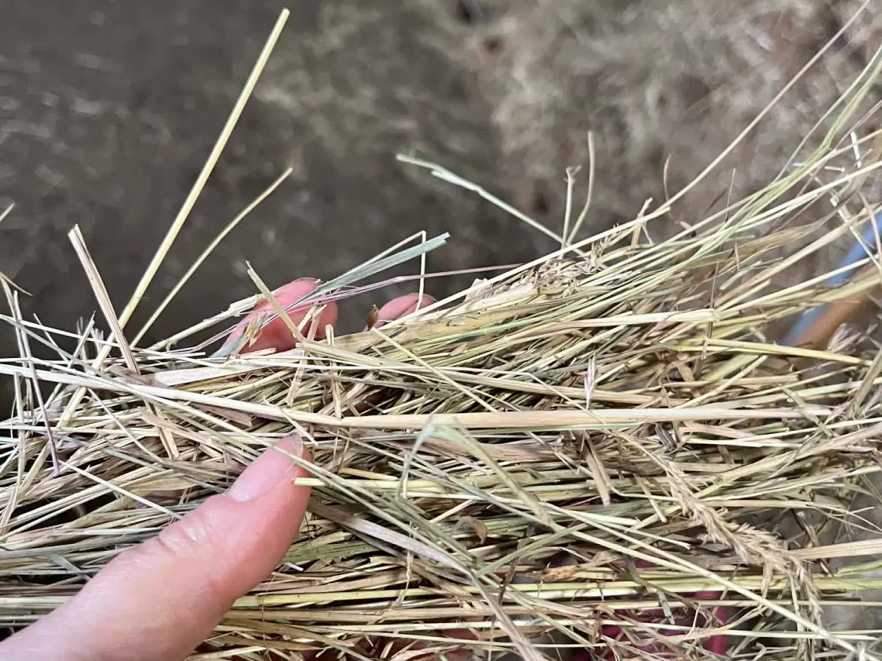 Billede 1 - Tørt hø 