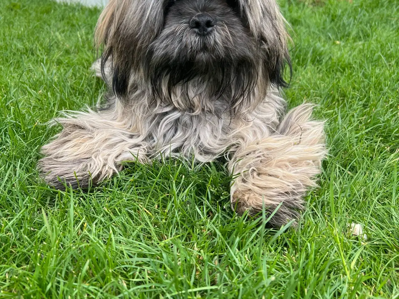 Billede 6 - Lhasa Apso Stueopdræt