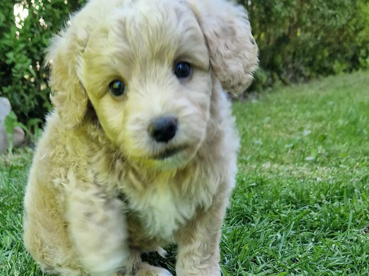 Billede 10 - Havapoo Puddel &Bichon Havanais hvalpe 