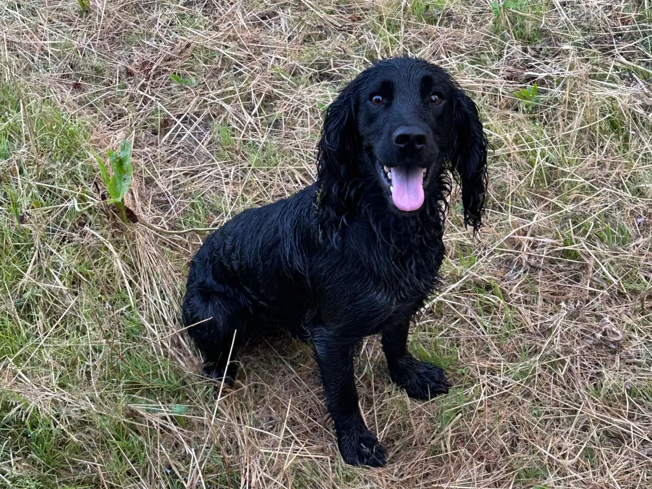 Billede 2 - Cocker spaniels hvalpe