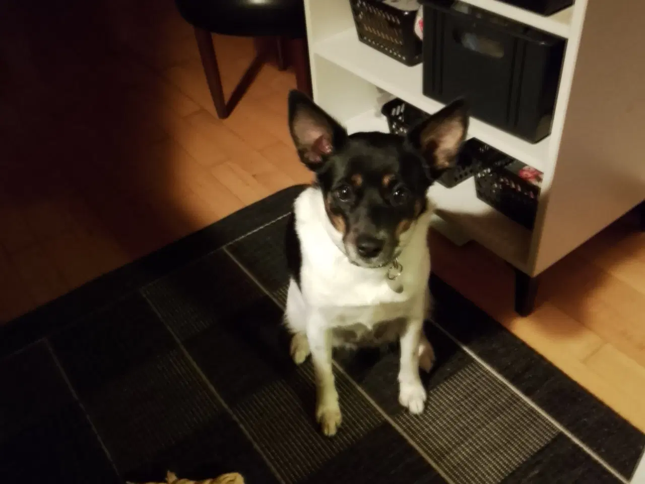 Billede 2 - Blandings hund 