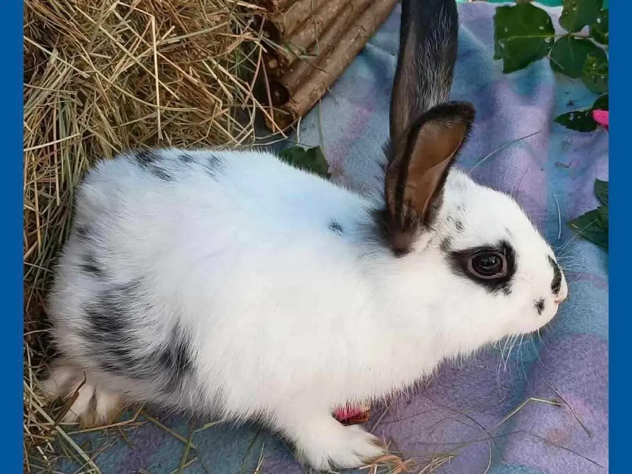 Billede 1 - Kastreret Vaccineret han  kanin dreng