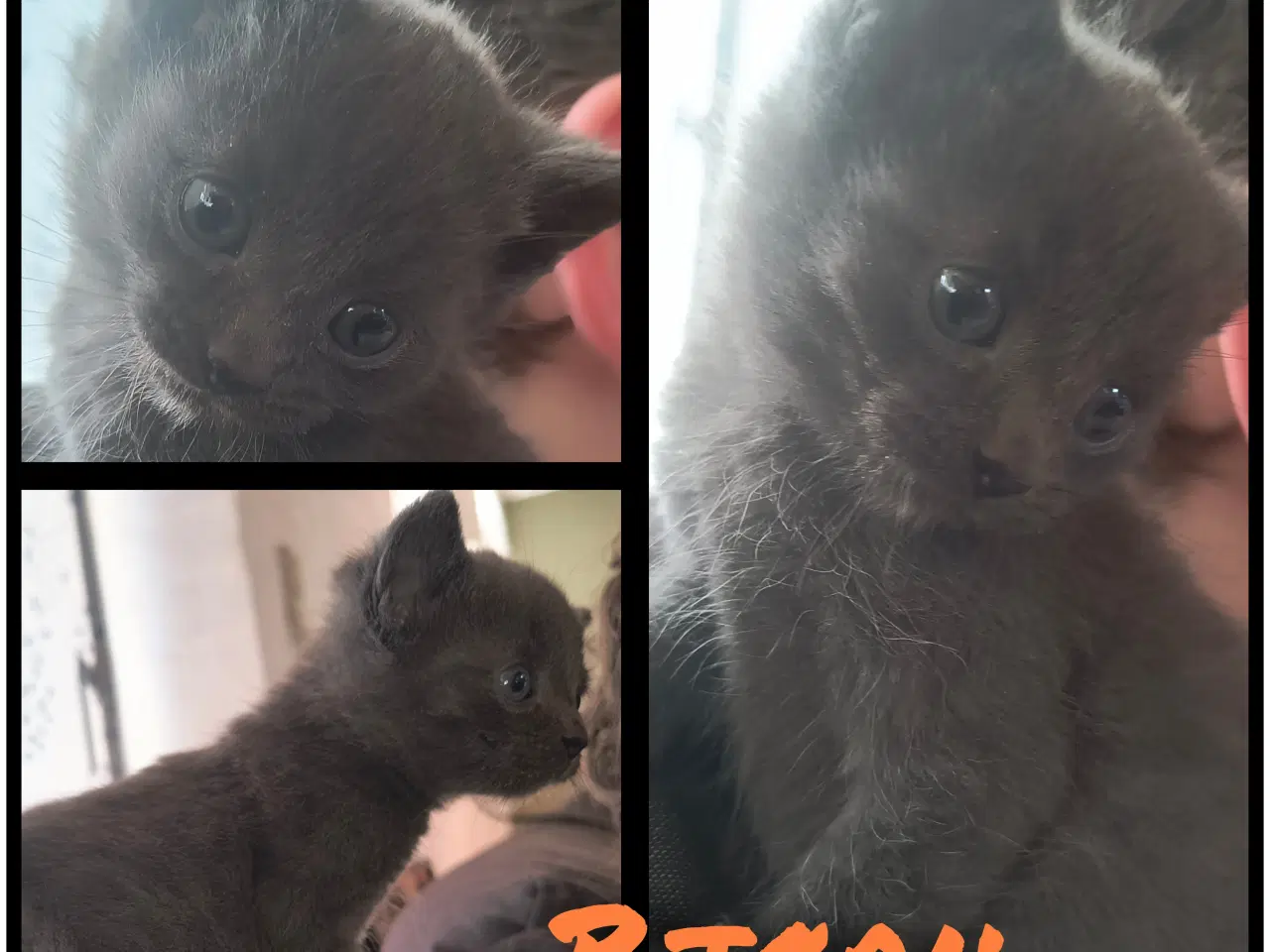 Billede 1 - British Shorthair, Siameser, Hellig Birma mix