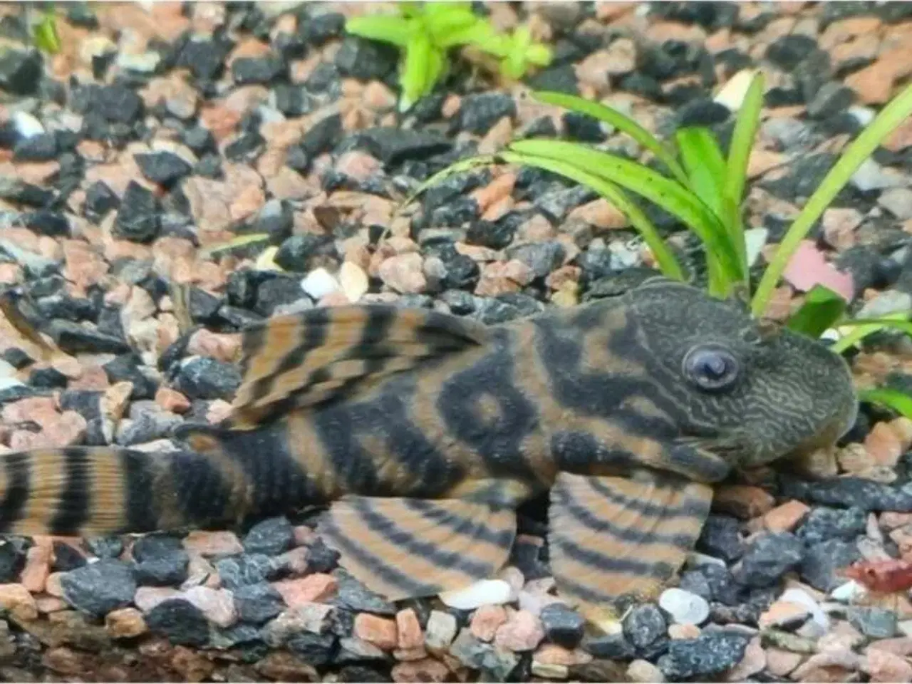 Billede 2 - Lidt blandet maller 