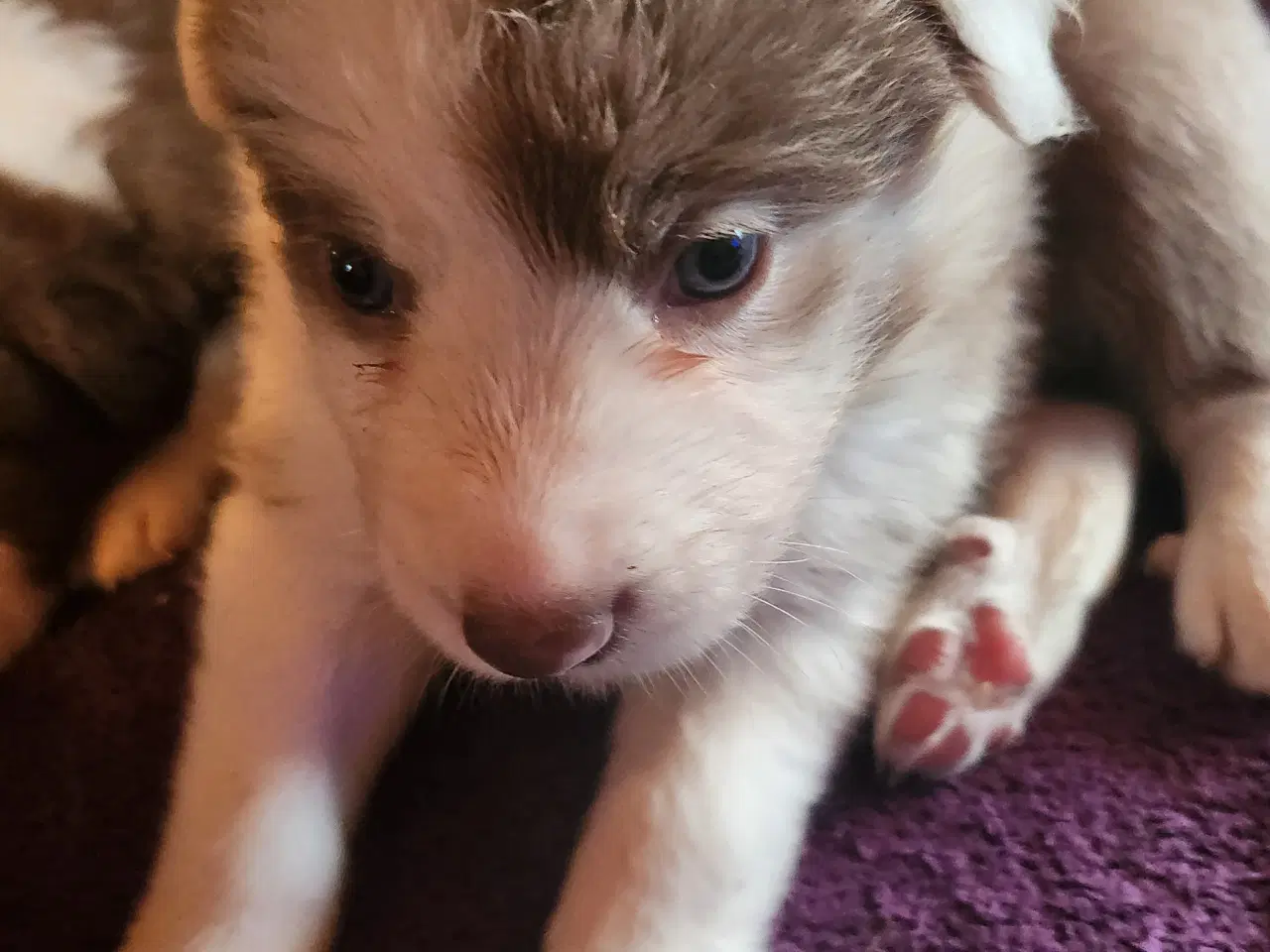 Billede 3 - Border collie/ Australien Shepherd mix